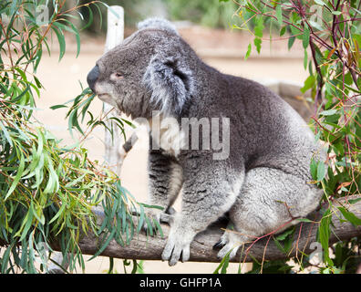 Vista ravvicinata del koala per mangiare le foglie in wildlife prenotazione (Tasmania, Australia). Foto Stock