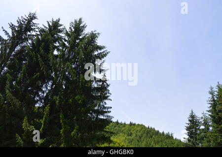 Cielo blu chiaro dietro le cime degli alberi Foto Stock