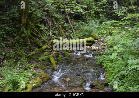 Piccolo fiume attraverso una fitta foresta Foto Stock