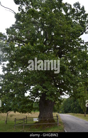 Una delle più antiche querce in Romania Foto Stock