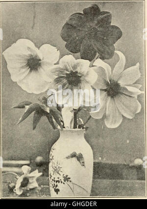 Catalogo di hardy perenni arbusti, vigne, rose, piante siepe alberi sempreverdi piccoli frutti e radici da giardino con illustrazioni e commenti - n. 1 (1910) Foto Stock