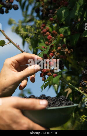 Swindon, Regno Unito, 14 settembre 2016. Blackberry cespugli spontanei in spazi pubblici sono ora bareing frutta. Le bacche sono a disposizione del cliente a qualsiasi membro del pubblico per il raccolto. Il piatto di Blackberry è stato raccolto da cespugli a lato di una strada. © Bliss Lane/Alamy Live News Foto Stock