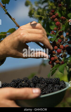 Swindon, Regno Unito, 14 settembre 2016. Blackberry cespugli spontanei in spazi pubblici sono ora bareing frutta. Le bacche sono a disposizione del cliente a qualsiasi membro del pubblico per il raccolto. Il piatto di Blackberry è stato raccolto da cespugli a lato di una strada. © Bliss Lane/Alamy Live News Foto Stock