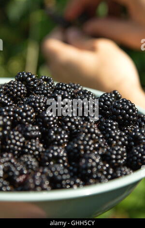 Swindon, Regno Unito, 14 settembre 2016. Blackberry cespugli spontanei in spazi pubblici sono ora bareing frutta. Le bacche sono a disposizione del cliente a qualsiasi membro del pubblico per il raccolto. Il piatto di Blackberry è stato raccolto da cespugli a lato di una strada. © Bliss Lane/Alamy Live News Foto Stock