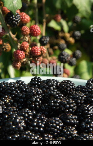 Swindon, Regno Unito, 14 settembre 2016. Blackberry cespugli spontanei in spazi pubblici sono ora bareing frutta. Le bacche sono a disposizione del cliente a qualsiasi membro del pubblico per il raccolto. Il piatto di Blackberry è stato raccolto da cespugli a lato di una strada. © Bliss Lane/Alamy Live News Foto Stock