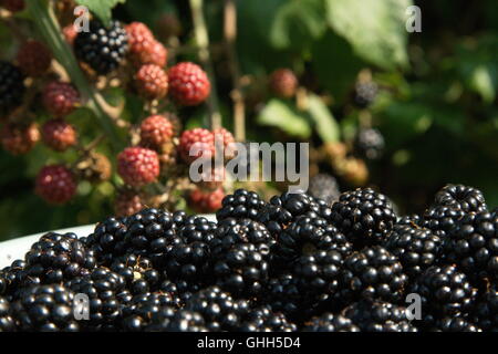 Swindon, Regno Unito, 14 settembre 2016. Blackberry cespugli spontanei in spazi pubblici sono ora bareing frutta. Le bacche sono a disposizione del cliente a qualsiasi membro del pubblico per il raccolto. Il piatto di Blackberry è stato raccolto da cespugli a lato di una strada. © Bliss Lane/Alamy Live News Foto Stock