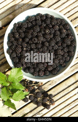 Swindon, Regno Unito, 14 settembre 2016. Blackberry cespugli spontanei in spazi pubblici sono ora bareing frutta. Le bacche sono a disposizione del cliente a qualsiasi membro del pubblico per il raccolto. Il piatto di Blackberry è stato raccolto da cespugli a lato di una strada. © Bliss Lane/Alamy Live News Foto Stock