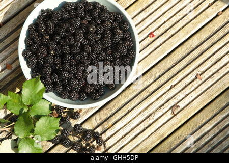 Swindon, Regno Unito, 14 settembre 2016. Blackberry cespugli spontanei in spazi pubblici sono ora bareing frutta. Le bacche sono a disposizione del cliente a qualsiasi membro del pubblico per il raccolto. Il piatto di Blackberry è stato raccolto da cespugli a lato di una strada. © Bliss Lane/Alamy Live News Foto Stock