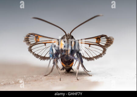 Rosso-punta falena Clearwing(Synanthedon formicaeformis). Vista frontale Foto Stock