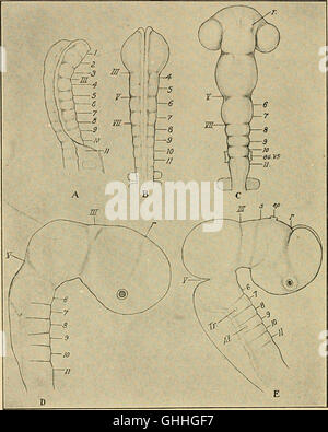 Lo sviluppo del pulcino - una introduzione alla embriologia (1936) Foto Stock