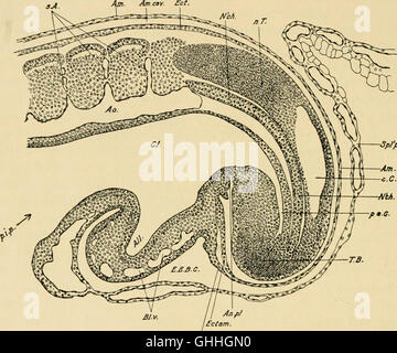 Lo sviluppo del pulcino - una introduzione alla embriologia (1936) Foto Stock