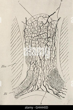 La morfologia e significato evolutivo del corpo pineale - essendo la parte I di un contributo per lo studio dell'epifisi cerebri con una interpretazione del morfologici, fisiologici e Foto Stock