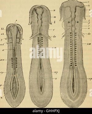 L'evoluzione dell'uomo - un popolare esposizione dei punti principali di umana ontogenesi e filogenesi (1879) Foto Stock