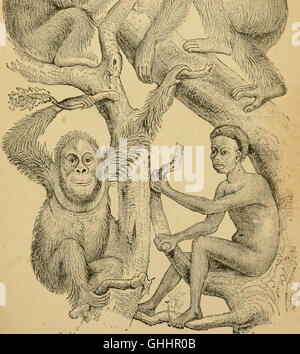L'evoluzione dell'uomo - un popolare esposizione dei punti principali di umana ontogenesi e filogenesi (1879) Foto Stock