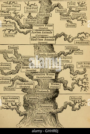 L'evoluzione dell'uomo - un popolare esposizione dei punti principali di umana ontogenesi e filogenesi (1879) Foto Stock