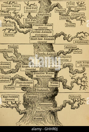 Un'opera del 1879 che descrive in dettaglio l'evoluzione degli esseri umani, concentrandosi sugli aspetti chiave dello sviluppo umano (ontogenia) e della storia evolutiva (filogenia), presentata in un formato popolare per il pubblico generale. Foto Stock