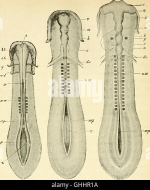 Questo lavoro del 1897 di Ernst Haeckel esplora lo sviluppo umano da prospettive di ontogenia e filogenesi. Presenta le fasi chiave dell'evoluzione e dello sviluppo umano, offrendo un esame scientifico della biologia umana e della sua progressione storica. Foto Stock