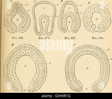 Questo lavoro del 1897 di Ernst Haeckel esplora l'evoluzione umana, concentrandosi sull'ontogenia (sviluppo dell'individuo) e sulla filogenesi (sviluppo evolutivo della specie), offrendo una discussione scientifica sulle origini umane. Foto Stock