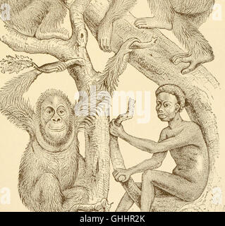 Questo lavoro del 1897 di Ernst Haeckel esplora l'evoluzione umana, coprendo ontogenia e filogenesi, concentrandosi sullo sviluppo della specie umana nel tempo. Foto Stock