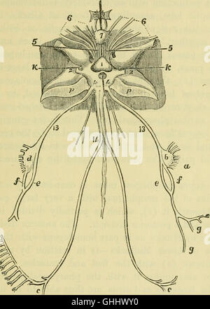 "The Brain as an Organ of Mind" (1896) esplora la connessione tra la struttura del cervello e il suo ruolo nelle funzioni mentali. Esamina come il cervello controlla pensieri, emozioni e comportamenti, gettando le basi per la neuroscienza. Foto Stock