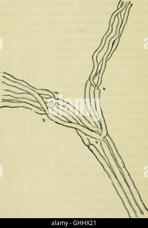 *Il cervello come organo della mente* (1896) esplora il ruolo del cervello nei processi mentali, concentrandosi sulle sue funzioni, struttura e connessione alla cognizione e coscienza umana. Foto Stock