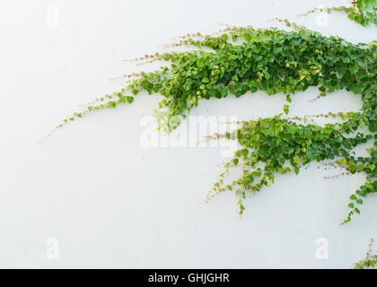 Foglie d'edera isolato su uno sfondo bianco Foto Stock