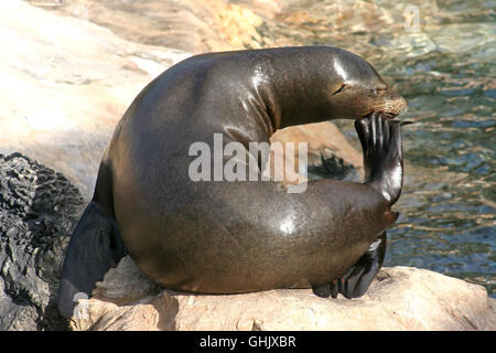 Un sealion rilassante in un 'c' forma su una roccia Foto Stock