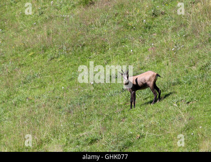 I giovani camosci nel verde del prato in estate Foto Stock