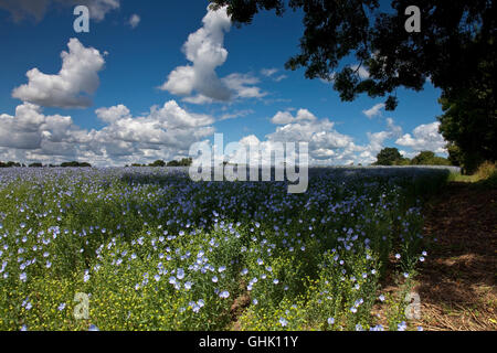 I campi di lino Semi di lino Suffolk in Inghilterra Foto Stock