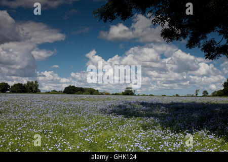 I campi di lino Semi di lino Suffolk in Inghilterra Foto Stock