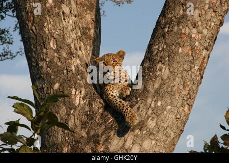 Leopard sfuggire un leone nella savana africana Foto Stock