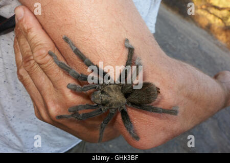 Wild tarantola sul braccio. In California. Stati Uniti d'America Foto Stock