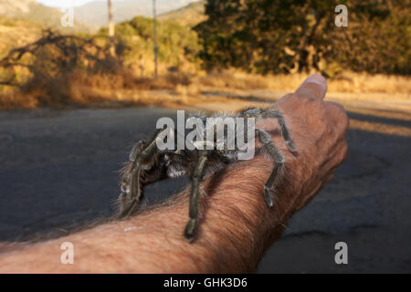 Wild tarantola sul braccio. In California. Stati Uniti d'America Foto Stock