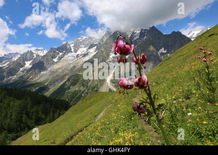 Fiore di martagono Lilium in Val Ferret, il gruppo del Monte bianco. Valle d'Aosta. Alpi italiane. Europa. Foto Stock