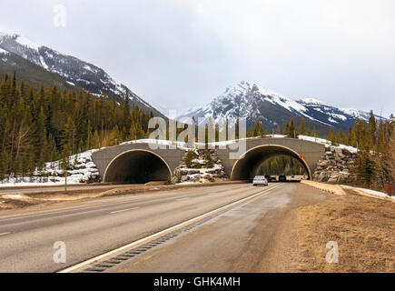 Uno dei molti animali si oltrepassa sulla Trans Canada Hwy. Sono stati un grande successo. Cougar, alci orsi, lupi...tutti utilizzare Foto Stock