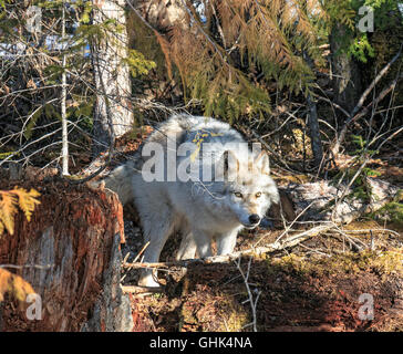 Lupi a piedi con i visitatori durante un lupo guidate a piedi nella foresta e giocare nella neve vicino a Golden BC. Foto Stock