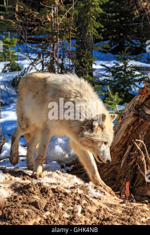 Lupi a piedi con i visitatori durante un lupo guidate a piedi nella foresta e giocare nella neve vicino a Golden BC. Foto Stock