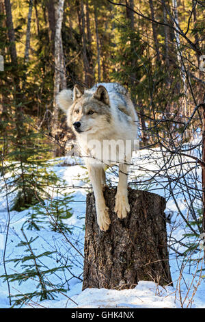 Lupi a piedi con i visitatori durante un lupo guidate a piedi nella foresta e giocare nella neve vicino a Golden BC. Foto Stock