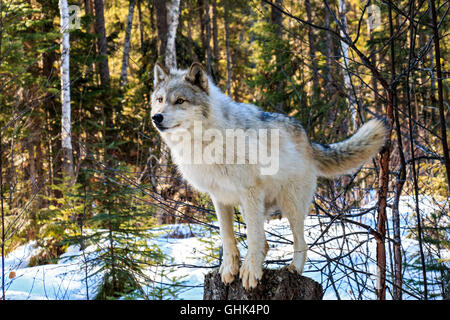 Lupi a piedi con i visitatori durante un lupo guidate a piedi nella foresta e giocare nella neve vicino a Golden BC. Foto Stock