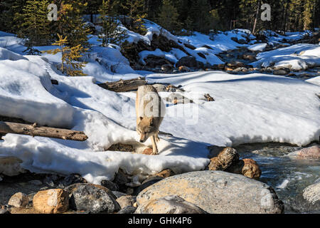 Nei pressi di una foresta stream, lupi a piedi con i visitatori durante una visita guidata a piedi di lupo vicino a Golden BC. Foto Stock