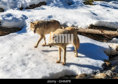 Nei pressi di una foresta stream, lupi a piedi con i visitatori durante una visita guidata a piedi di lupo vicino a Golden BC. Foto Stock