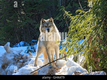 Lupi a piedi con i visitatori durante un lupo guidate a piedi nella foresta e giocare nella neve vicino a Golden BC. Foto Stock