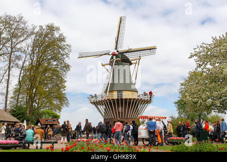 Il turista a godere i fiori e il mulino a vento a molla olandese fiore giardino Keukenhof in Lisse, Olanda. Foto Stock