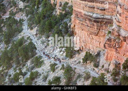 Parco Nazionale del Grand Canyon, Arizona - un sentiero equipaggio, imballaggio attrezzature a un sito di lavoro sulla South Kaibab Trail. Foto Stock