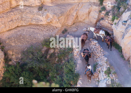 Parco Nazionale del Grand Canyon, Arizona - un sentiero equipaggio, imballaggio attrezzature a un sito di lavoro sulla South Kaibab Trail. Foto Stock