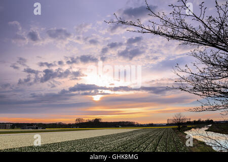 Tramonto su un olandese di campo dei fiori con giacinti vicino al keukenhof in Lisse, Paesi Bassi Foto scattata il 12 aprile 2016 Foto Stock