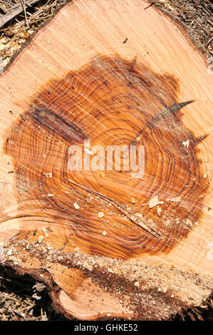 In prossimità di una sezione attraverso un albero di pino tronco questa mostra una forte crescita di anelli. Gli anelli visibili appaiono come un risultato del cambiamento gr Foto Stock