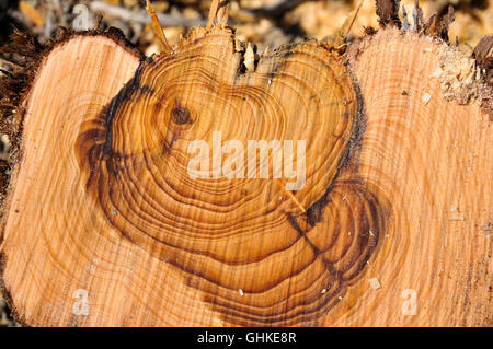 In prossimità di una sezione attraverso un albero di pino tronco questa mostra una forte crescita di anelli. Gli anelli visibili appaiono come un risultato del cambiamento gr Foto Stock