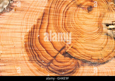 In prossimità di una sezione attraverso un albero di pino tronco questa mostra una forte crescita di anelli. Gli anelli visibili appaiono come un risultato del cambiamento gr Foto Stock