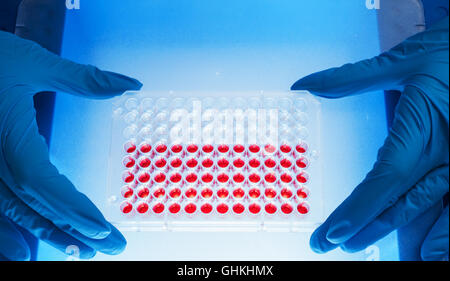 Piastra a 96 pozzetti per elaborazione di PCR, laboratorio microbiologico Foto Stock